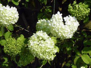 Viburnum macrocephalum 'Sterile' | Online Flower Garden