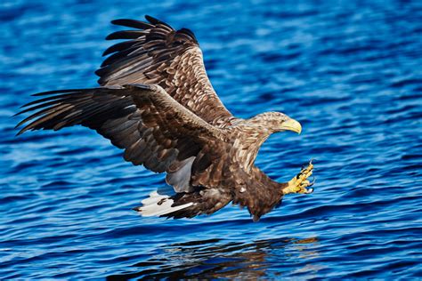 White tailed eagles in Ringstad, Bø, Vesterålen, Norway - Nikon Rumors