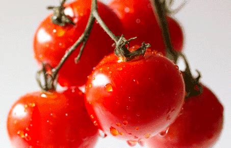 tomatoes GIF | 234Star