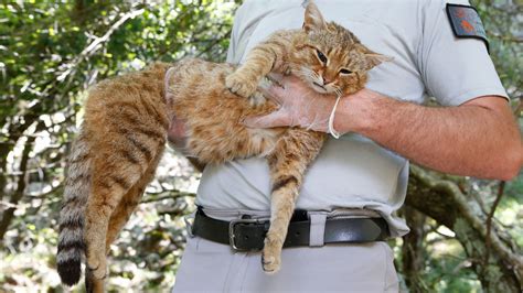 Meet the Cat-Fox, an Oddball Feline Roaming Around a French Island ...