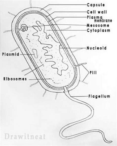 Draw A Well Labelled Diagram Of Typical Prokaryotic Cell | The Best Porn Website