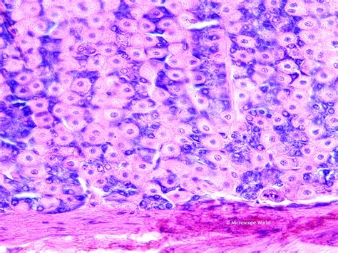 Microscope World Blog: Stomach Fundic Region under the Microscope