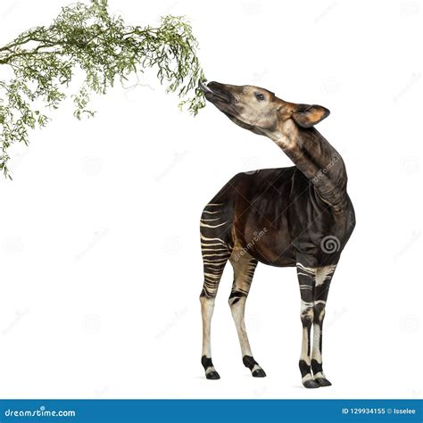 Okapi Eating Foliage from a Branch, Okapia Johnstoni Stock Image - Image of background, foliage ...