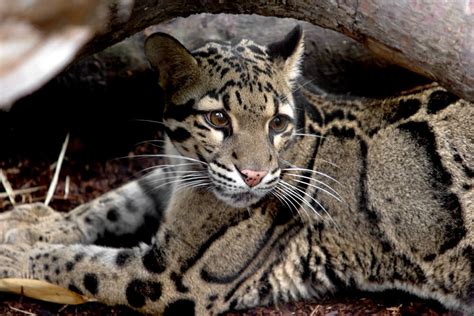 Clouded Leopard | San Diego Zoo Animals & Plants