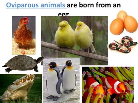 Oviparous and viviparous animals