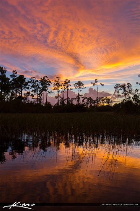 Florida Sunset Pine Forest Wetlands Tall – HDR Photography by Captain Kimo