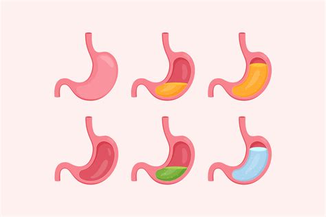 Empty and full stomach vector illustration 12182186 Vector Art at Vecteezy