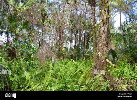 Native trees of florida hi-res stock photography and images - Alamy