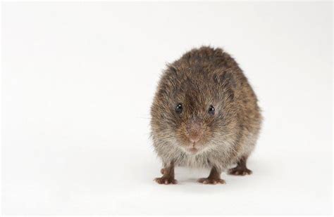 Prairie vole - Alchetron, The Free Social Encyclopedia