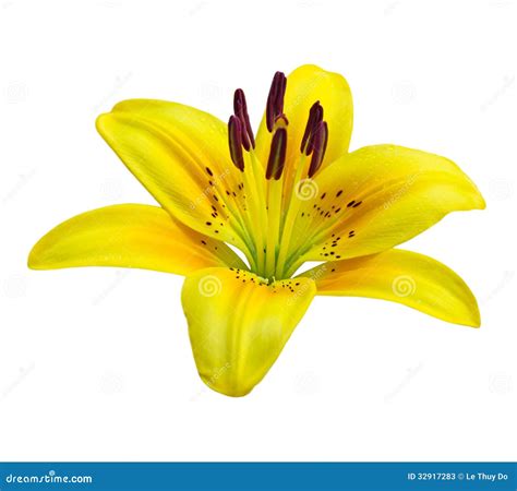 Single Lily Flower stock image. Image of background, arrangement - 32917283