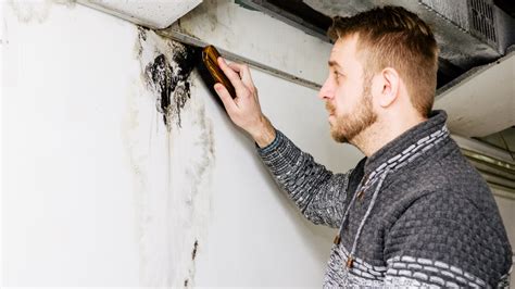 How to Remove Mold From Basement Wall: Expert Guide (2024)