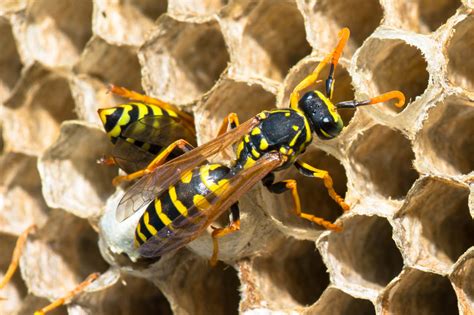 Bee Nest Identification | ABC Humane Wildlife Control and Prevention