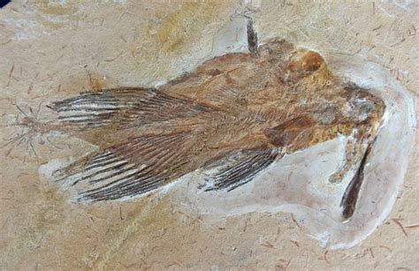 New Found Fossil in Australia Could be the World's Largest Bird Species to Ever Walked the Earth ...