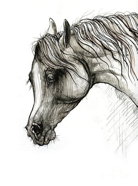 Arabian horse head 2020 02 14 Drawing by Ang El - Fine Art America