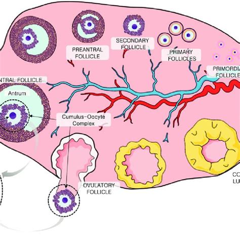 Ovary Follicle Histology