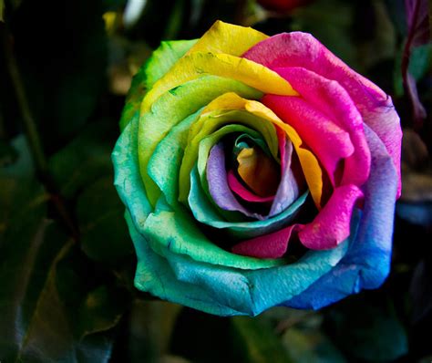 Gallery For > Single Stem Rainbow Rose