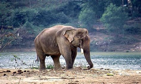 What Animals Live In India? - WorldAtlas