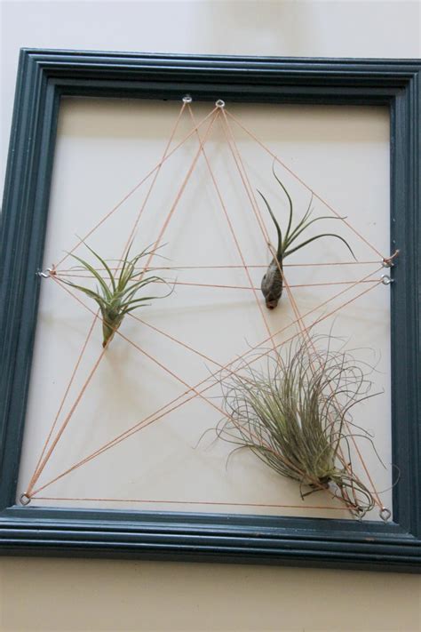 Living Wall Art with Airplants | HGTV