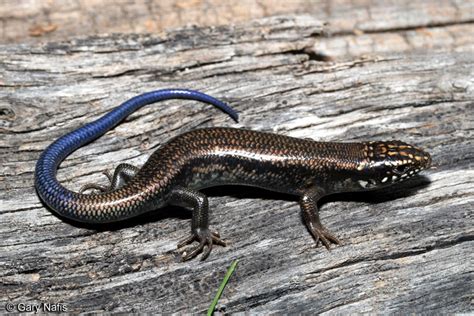 Great Plains skink - Alchetron, The Free Social Encyclopedia