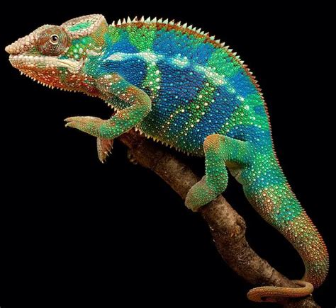 Panther Chameleon Care Guide, Facts, Price & Where To Buy - Everything Reptiles