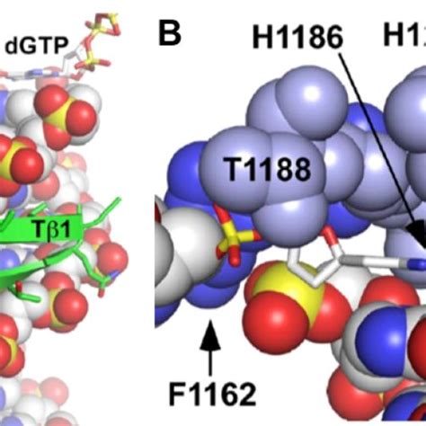 Model of a replication fork showing leading and lagging strand ...