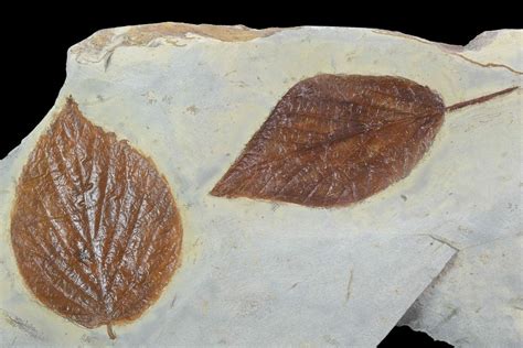 Three Detailed Fossil Leaves - Glendive Montana (#99446) For Sale - FossilEra.com