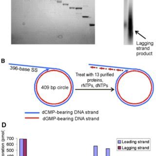 Model of a replication fork showing leading and lagging strand ...