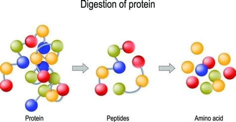 Bioactive Peptides - Cosmacon