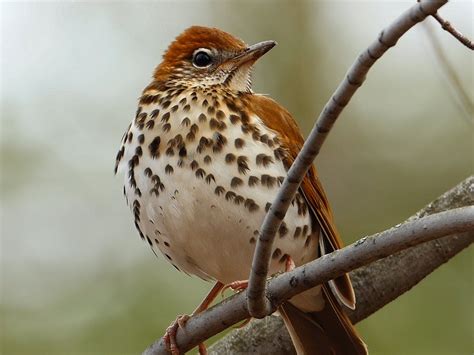 Wood Thrush Facts, Habitat, Diet, Migration, Song Video, Pictures | Coniferous Forest