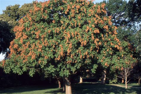 Koelreuteria paniculata | Landscape Plants | Oregon State University