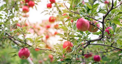 19 Best Apple Tree Varieties (with a Guide to Flowering Groups)