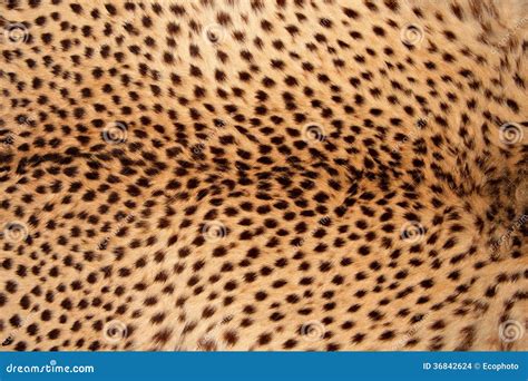 Cheetah Skin Stock Images - Image: 36842624