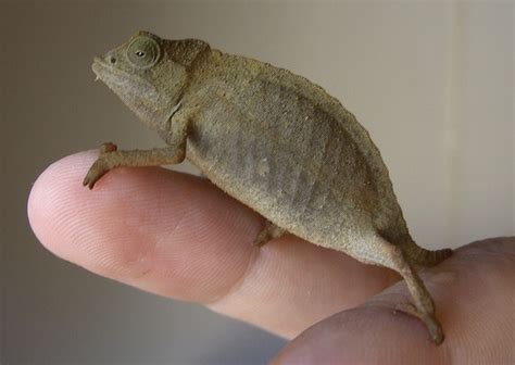 17 Best images about pygmy chameleon on Pinterest | Madagascar, Awesome and Pets