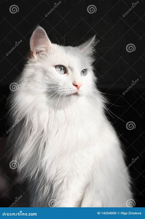 White angora cat stock photo. Image of angora, mustache - 14204000