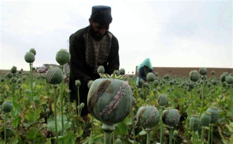 Harvesting opium in Afghanistan’s poppy fields