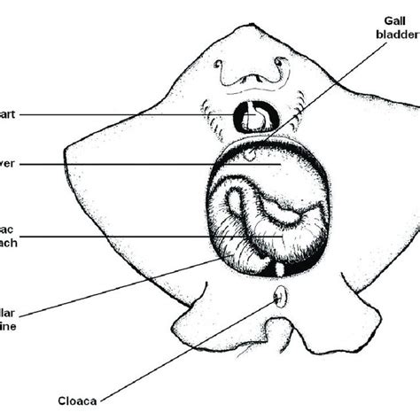 Stingray Anatomy - Anatomical Charts & Posters