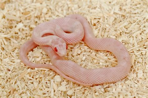 Albino Corn Snake Care guide and info » Petsoid