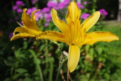 Daylilies Care and Maintenance Tips for More Vibrant Blooms - The ...