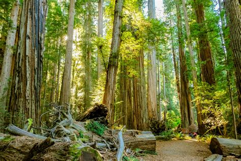 California Redwood Forests: A Guide to the Tallest Trees on Earth