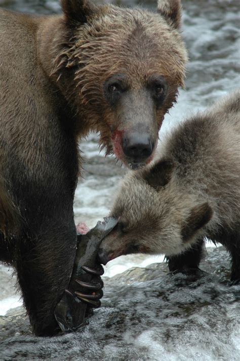 Grizzly Bear Claws | Grizzly Bear Tours & Whale Watching, Knight Inlet