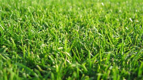 4K Wallpaper Grass - WallpaperSafari