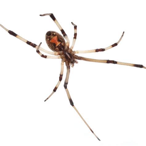 Latrodectus geometricus - Facts, Diet, Habitat & Pictures on Animalia.bio