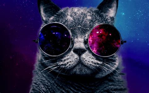 Cat Galaxy Wallpaper - WallpaperSafari