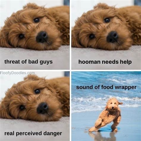 21 Funny Goldendoodle Memes Only Owners Understand