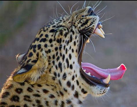 Leopard's Roar Photograph by Judith Russell-Tooth - Fine Art America