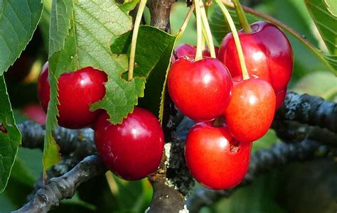 Wild cherry: Foraging for culinary and medicinal use - BritishLocalFood