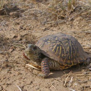 Ornate Box Turtle Facts and Pictures