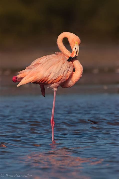 Everglades Flamingo | Florida Bay, Everglades National Park, Florida | Florida Landscape ...