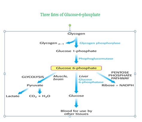 Three fates of Glucose-6-phosphate