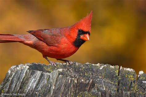 Cardinals (Cardinalidae) | Flickr